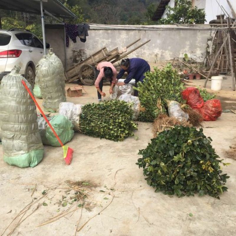 茶树苗嫁接油茶苗1米以上