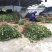 茶树苗嫁接油茶苗1米以上