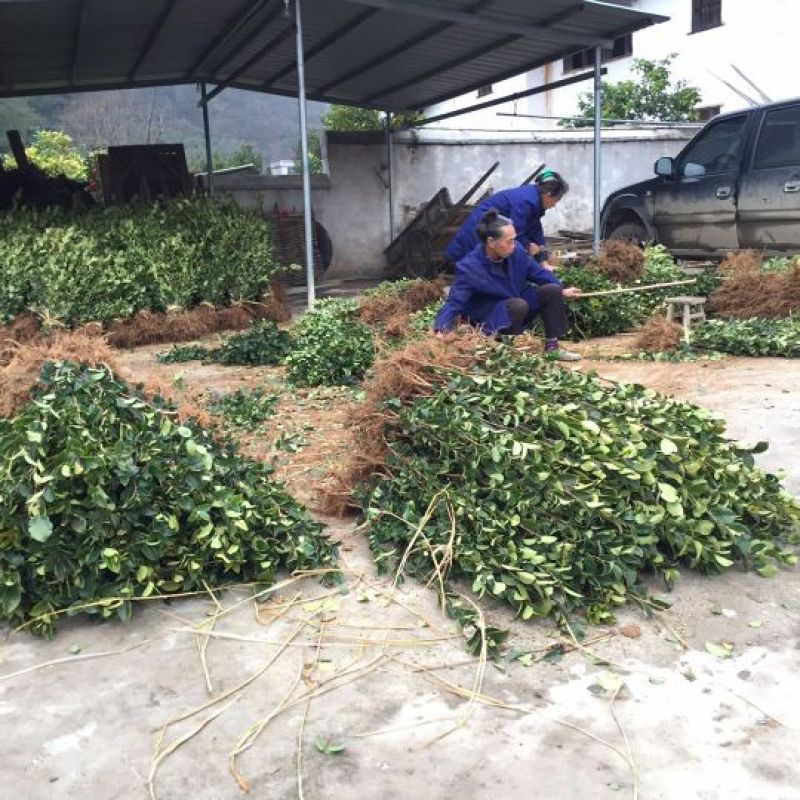 茶树苗嫁接油茶苗1米以上
