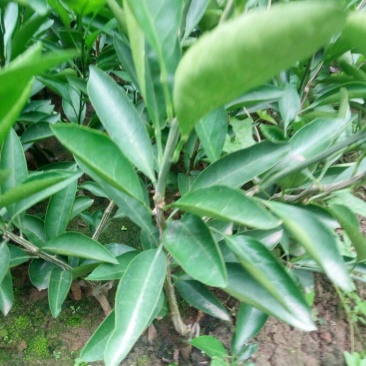 蜜橘树苗