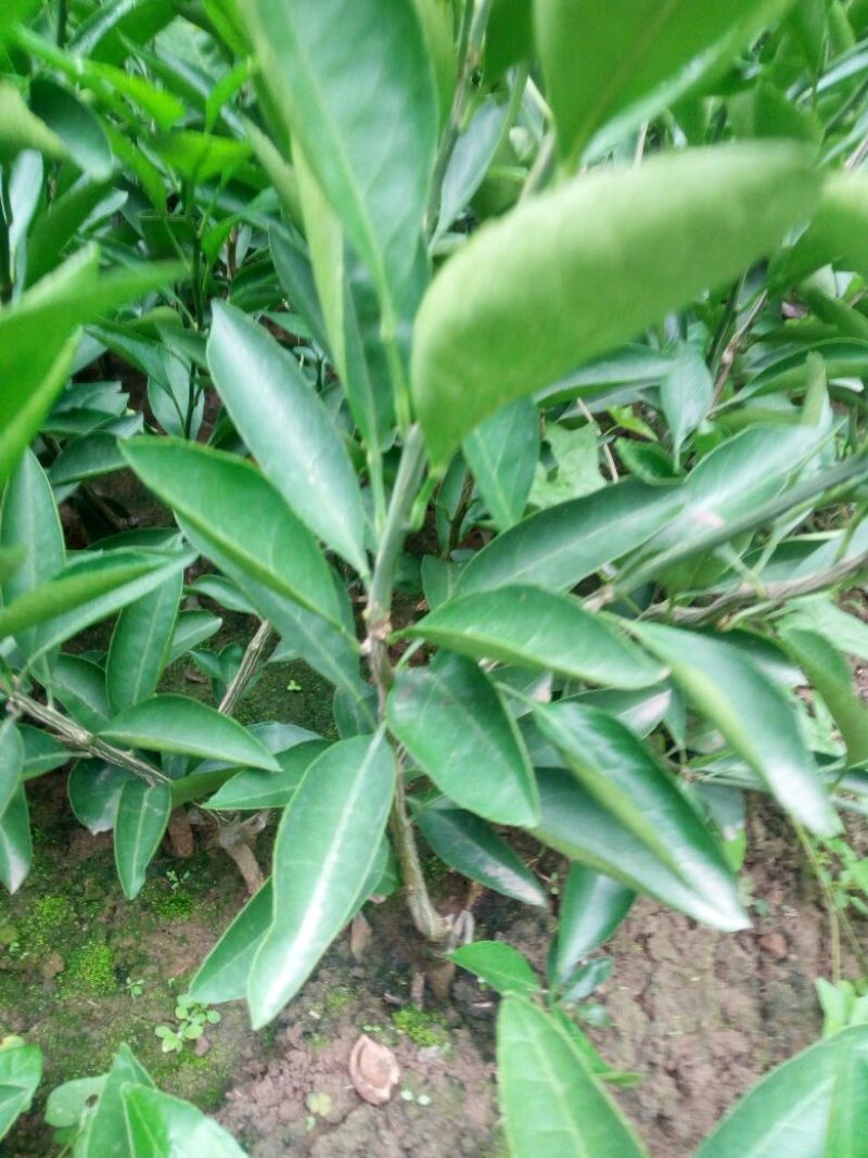 蜜橘树苗