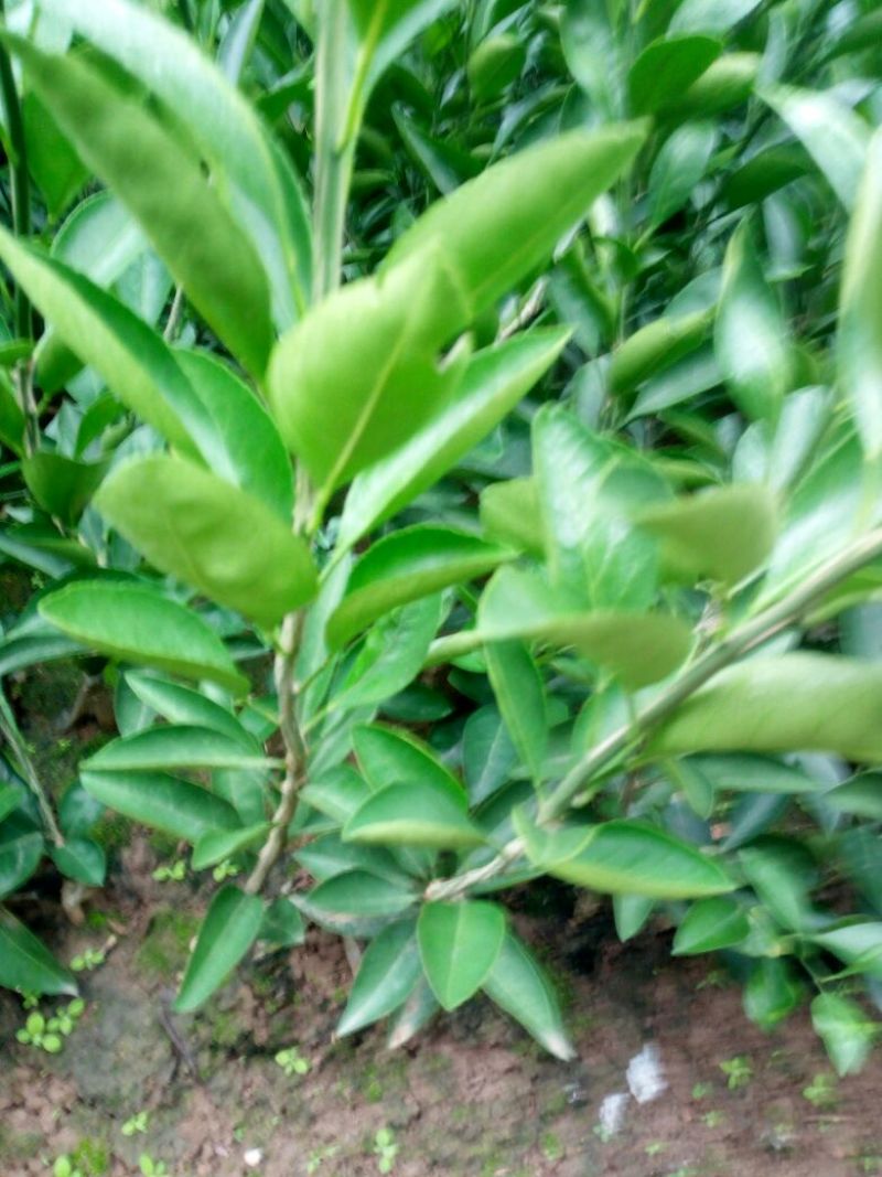 蜜橘树苗