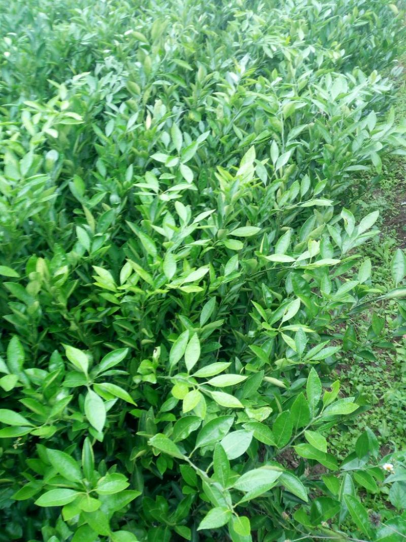 蜜橘树苗
