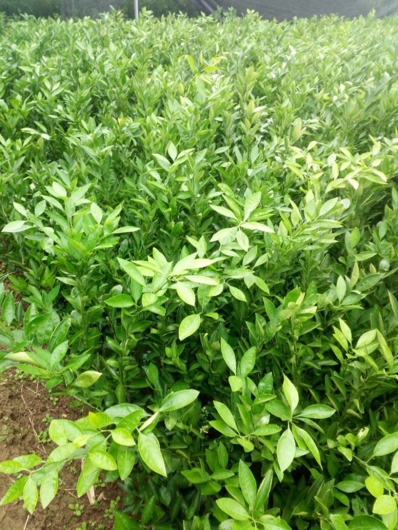蜜橘树苗