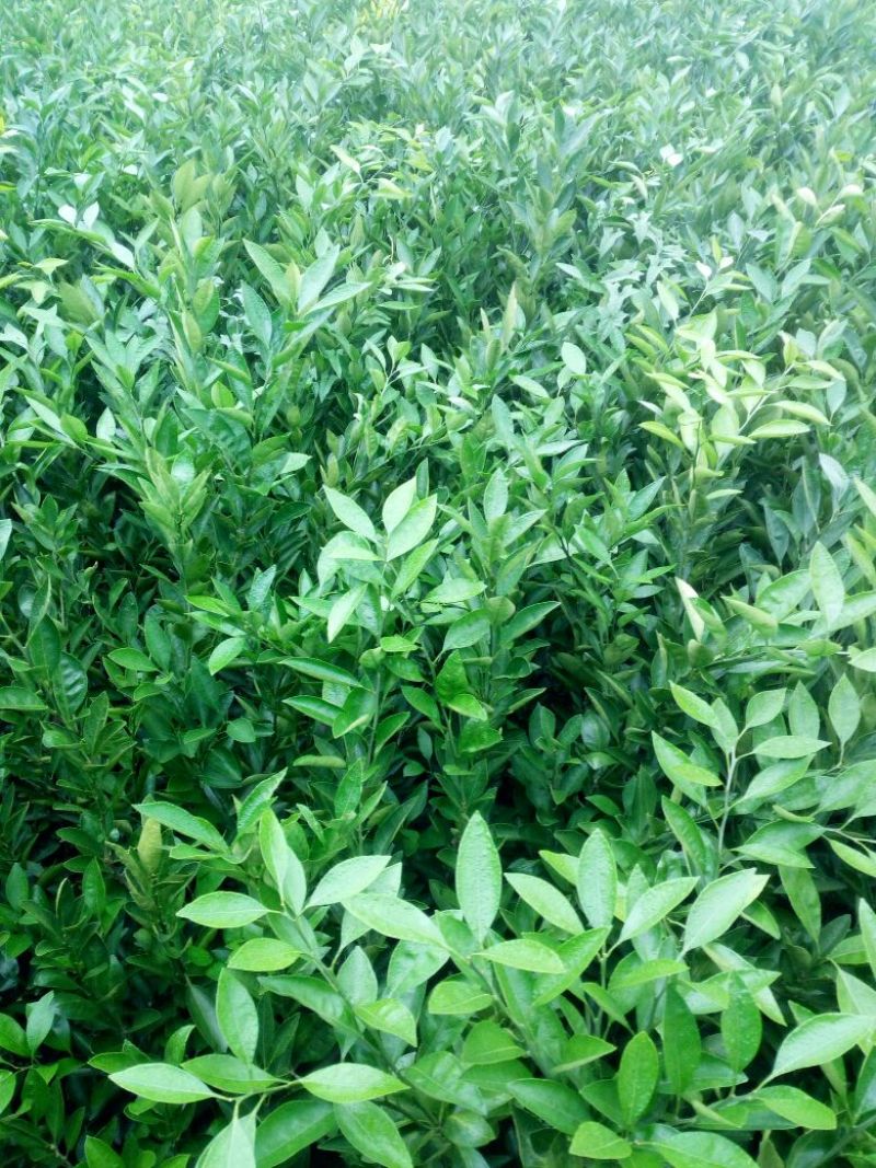蜜橘树苗
