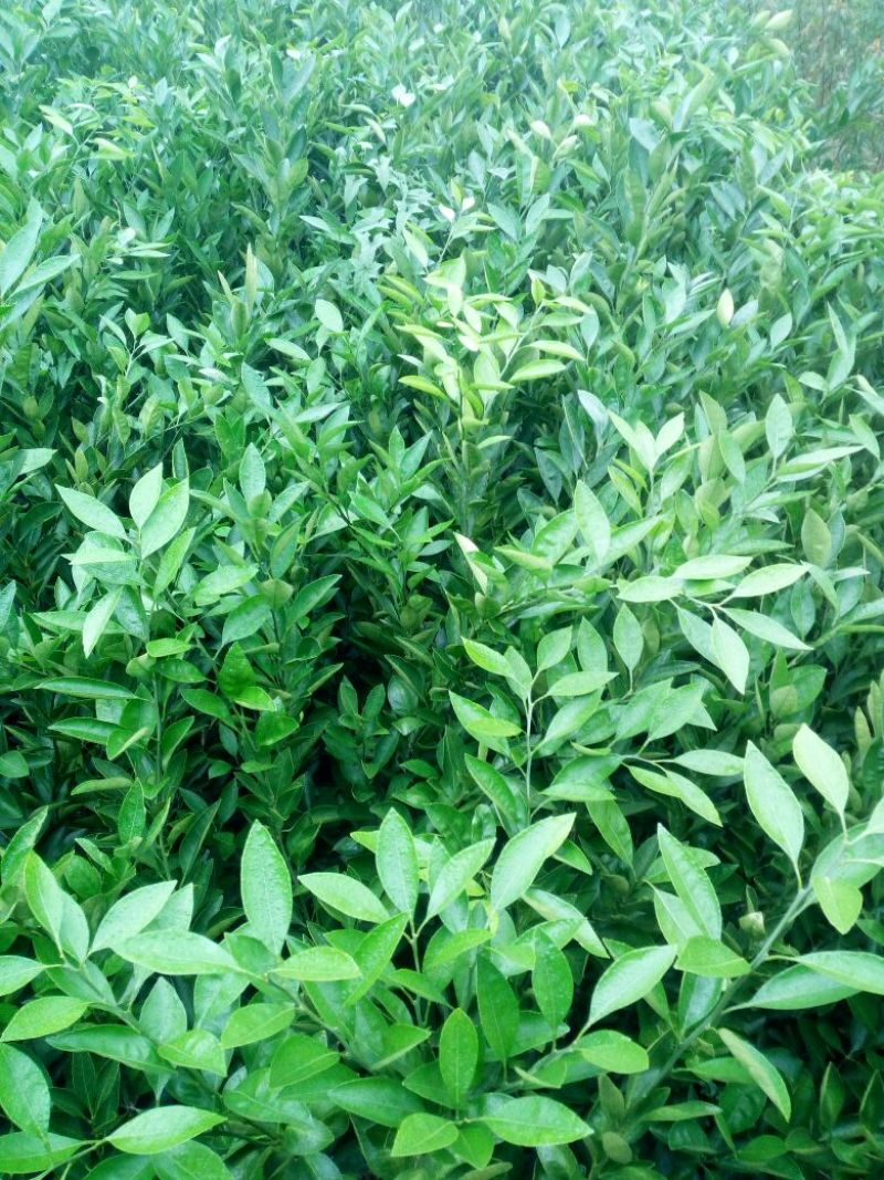蜜橘树苗