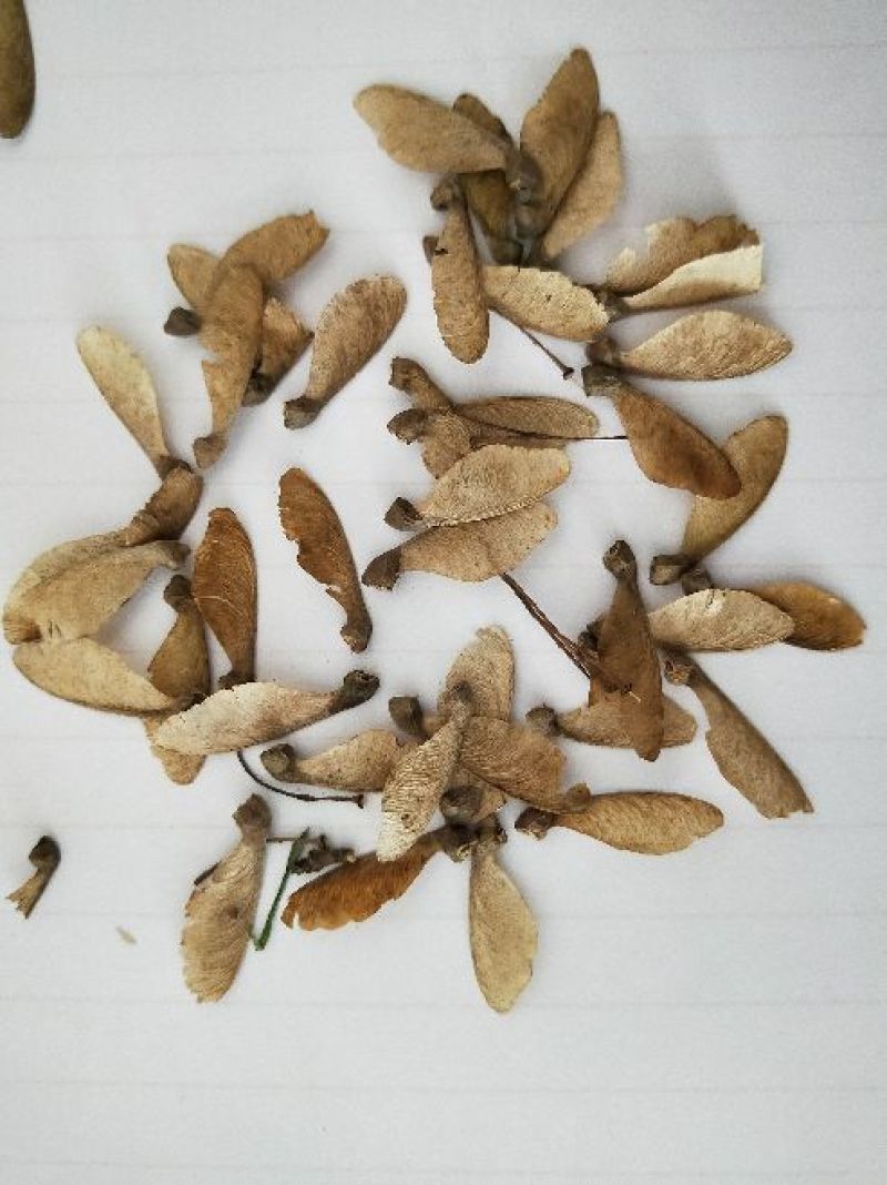 鸡爪槭树苗种子绿化彩色树种子林木种子小叶鸡爪槭种子
