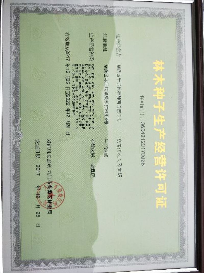 鸡爪槭树苗种子绿化彩色树种子林木种子小叶鸡爪槭种子