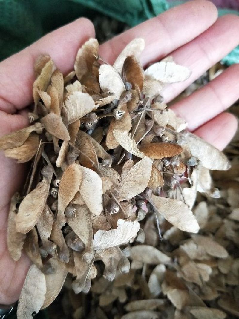 鸡爪槭树苗种子绿化彩色树种子林木种子小叶鸡爪槭种子