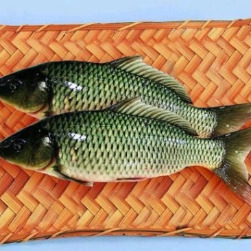 鲤鱼0.5公斤以下食用