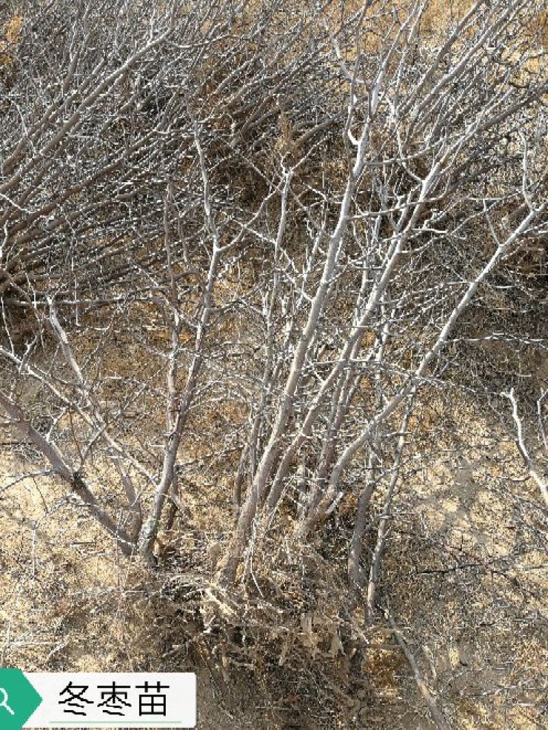 冬枣树苗50~80cm