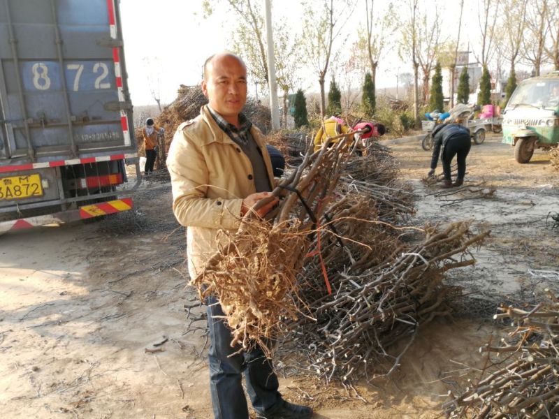 冬枣树苗50~80cm