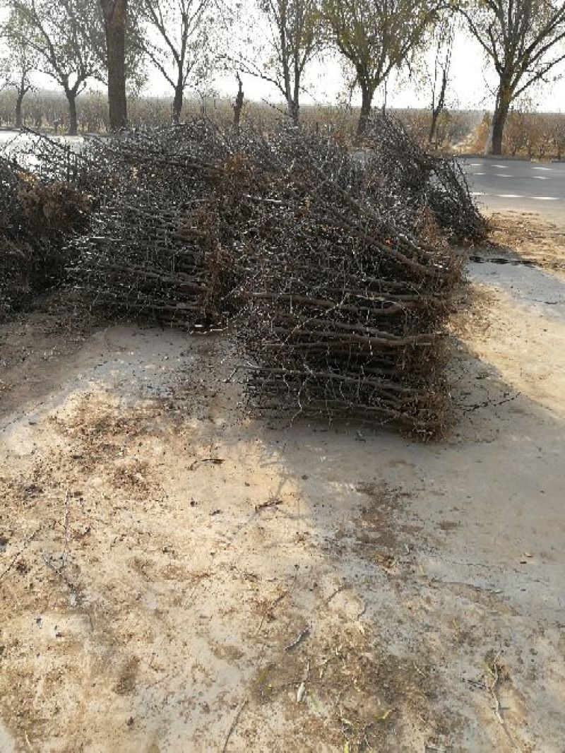 冬枣树苗50~80cm