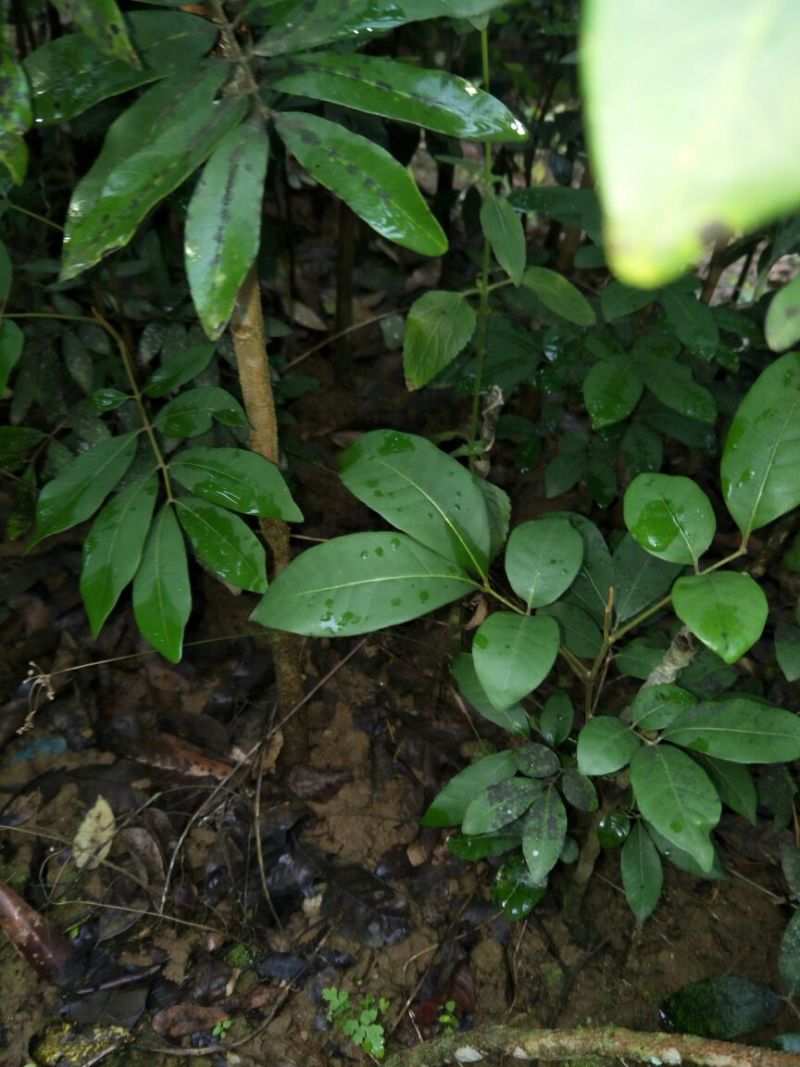 龙眼树苗50~80cm