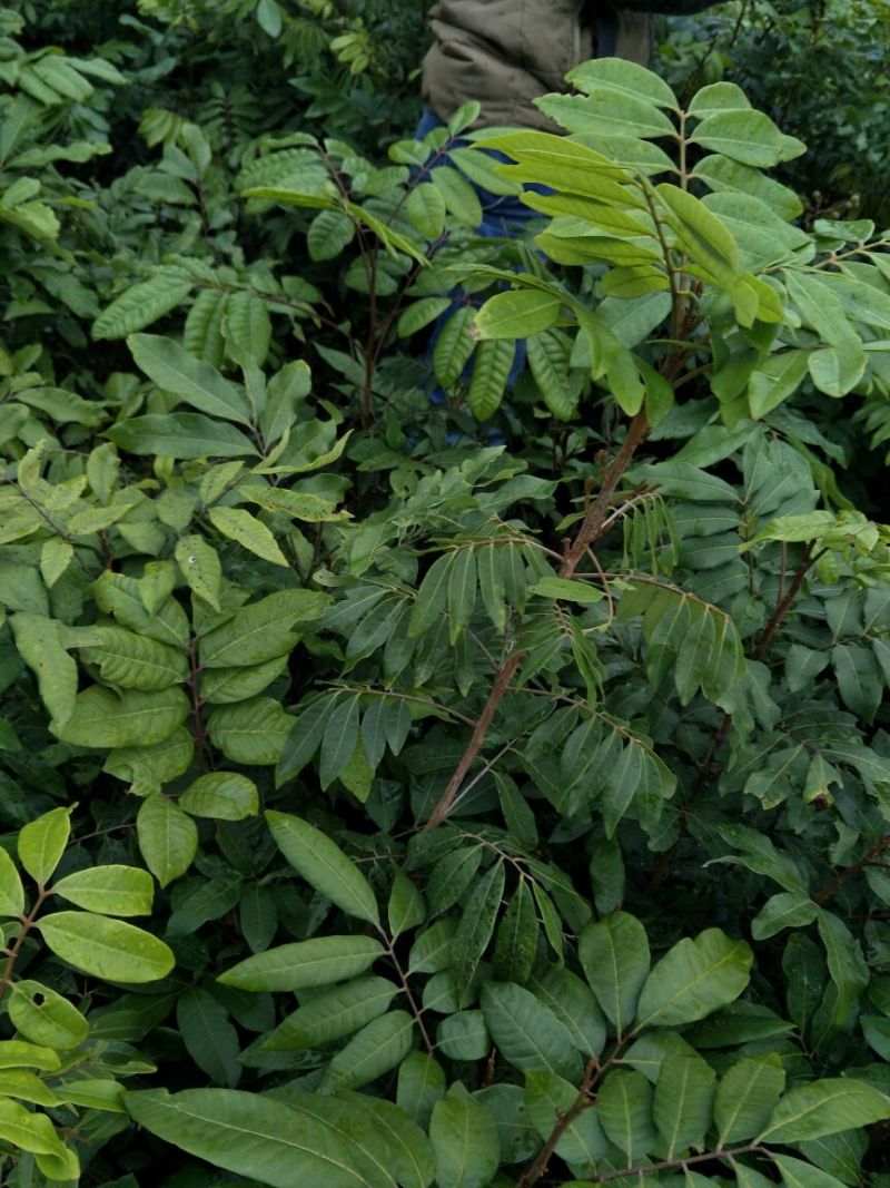 龙眼树苗50~80cm