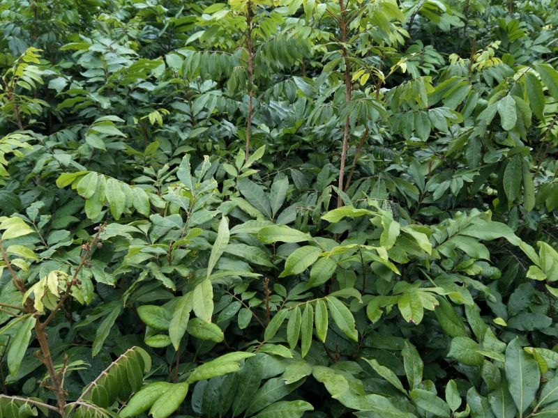 龙眼树苗50~80cm