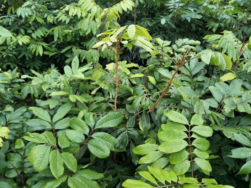 龙眼树苗50~80cm