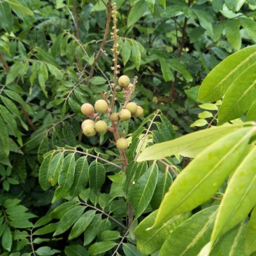 龙眼树苗50~80cm