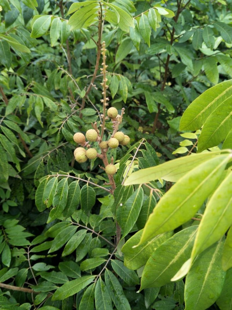 龙眼树苗50~80cm