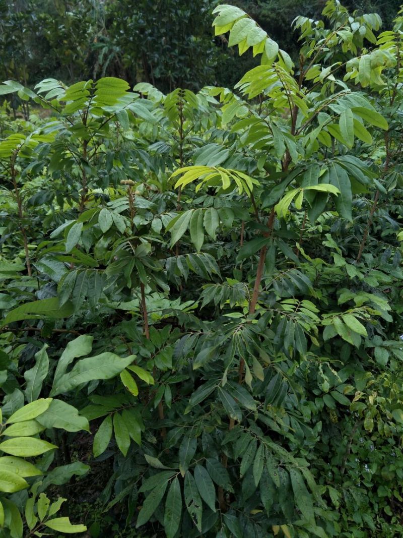 龙眼树苗50~80cm