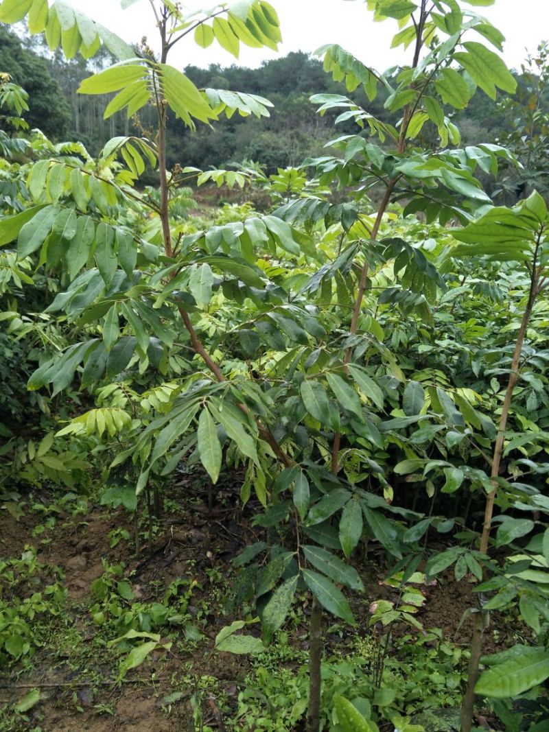 龙眼树苗50~80cm