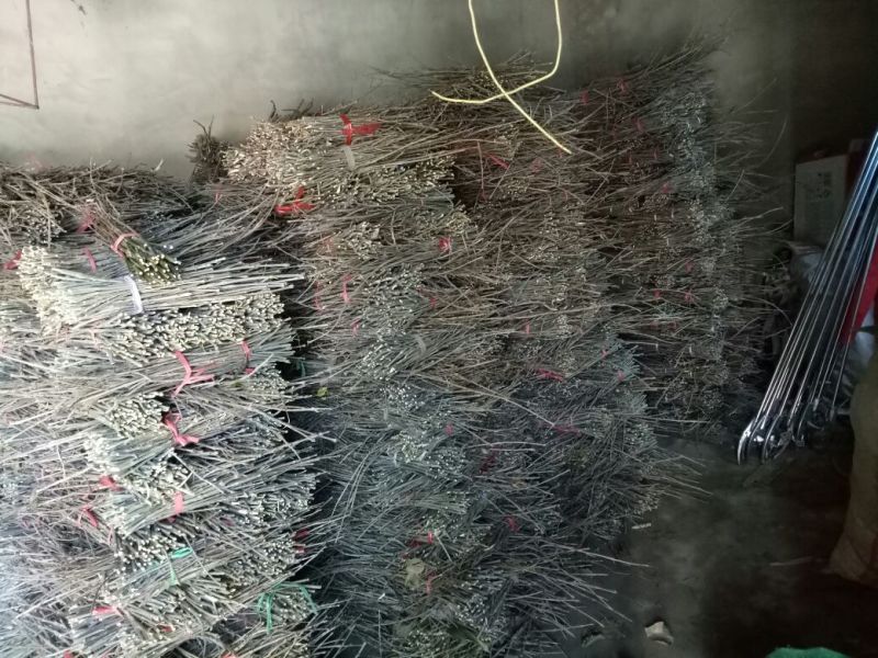 金蝉种苗金蝉卵枝，知了猴卵，金蝉种子，金蝉养殖