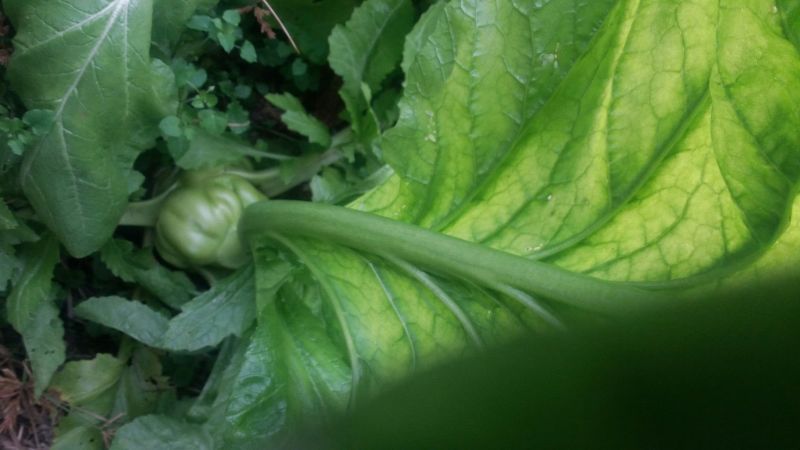 榨菜3两以上