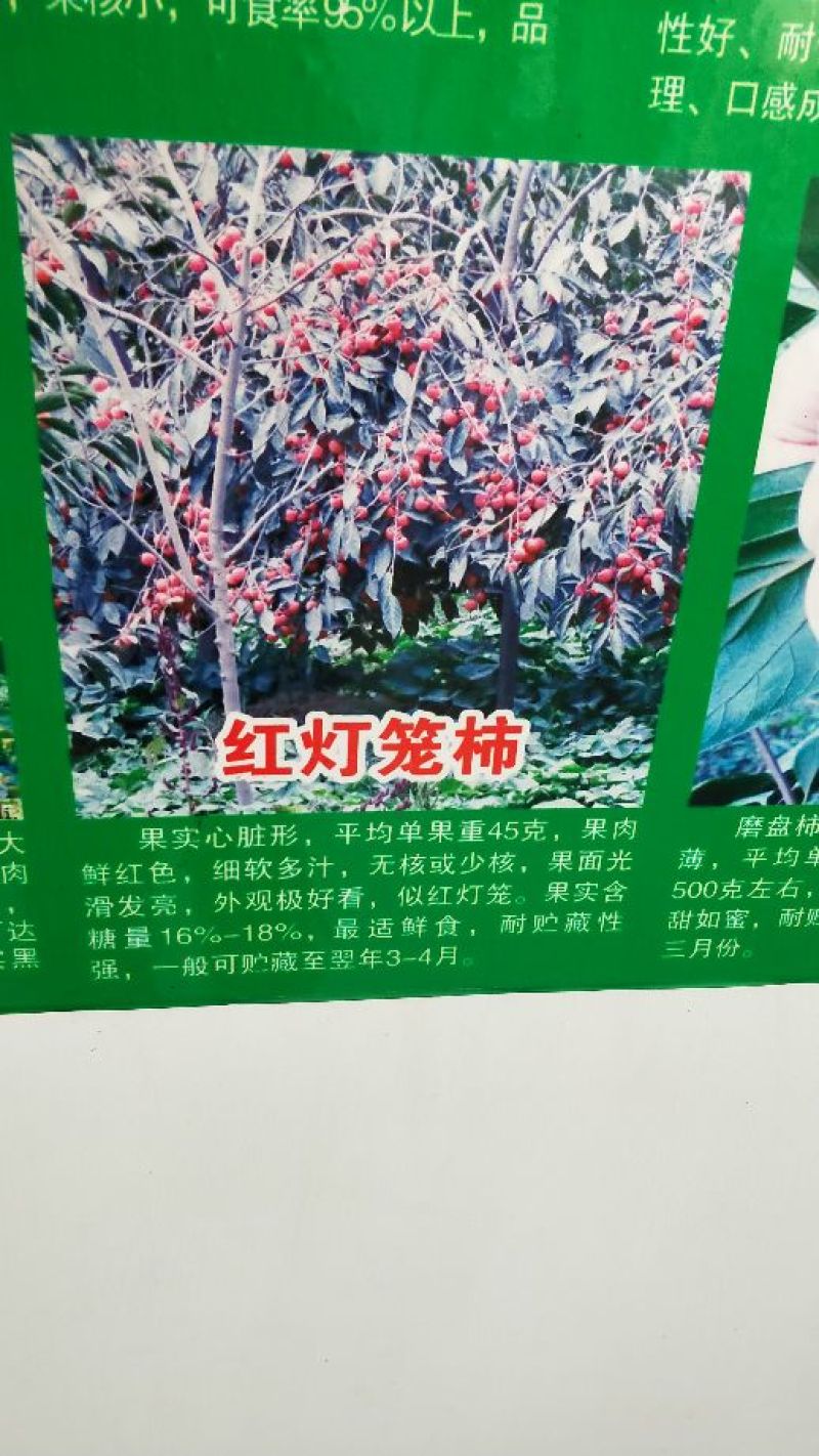 柿子树苗100~150cm