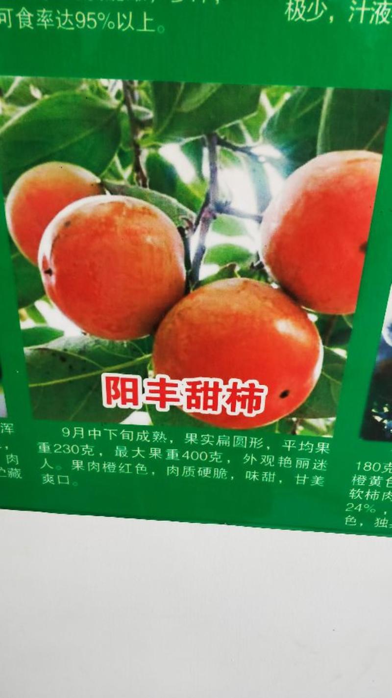 柿子树苗100~150cm