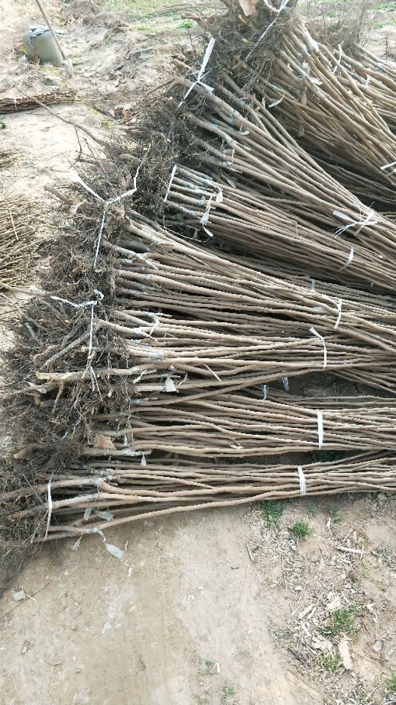 柿子树苗100~150cm