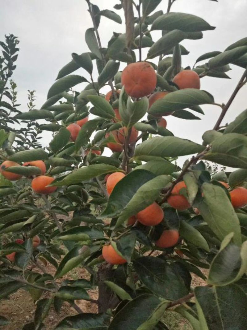 柿子树苗100~150cm