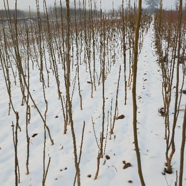 香玲核桃苗100~150cm1~2年