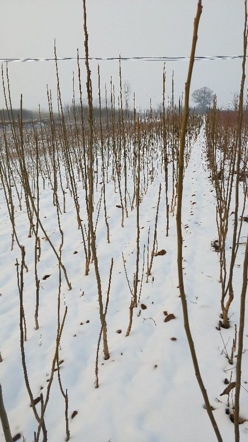 香玲核桃苗100~150cm1~2年