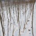 香玲核桃苗100~150cm1~2年