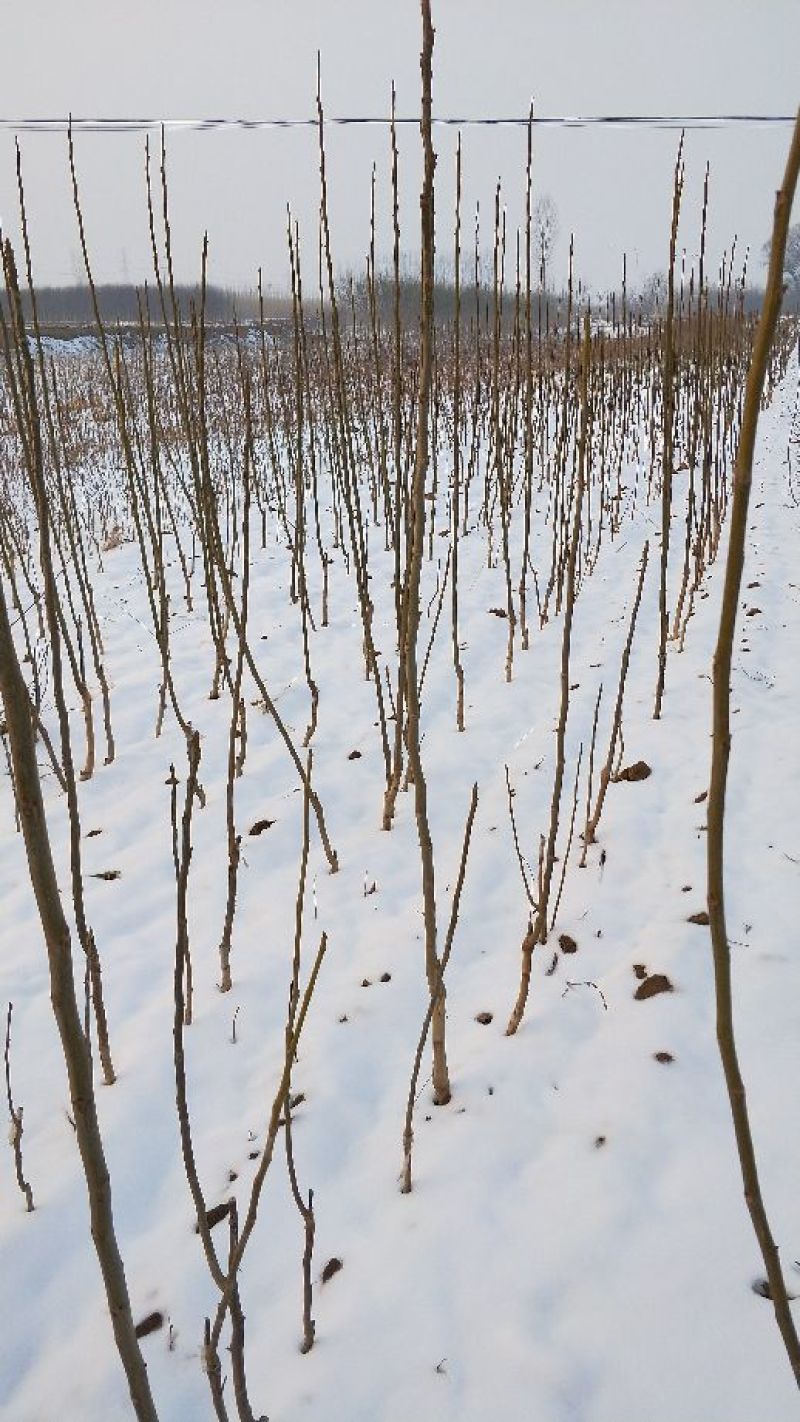 香玲核桃苗100~150cm1~2年