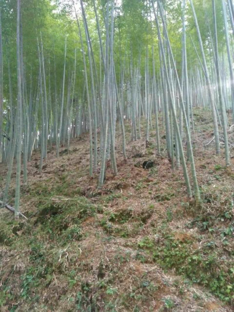 竹子7~15m
