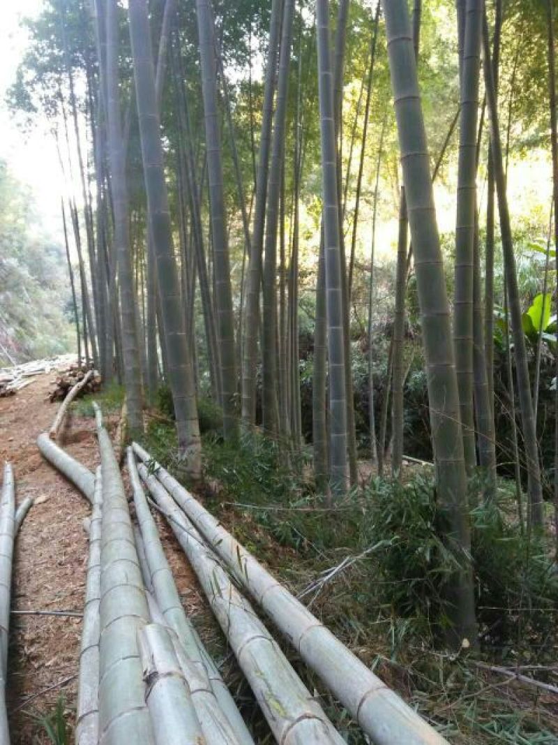 竹子7~15m