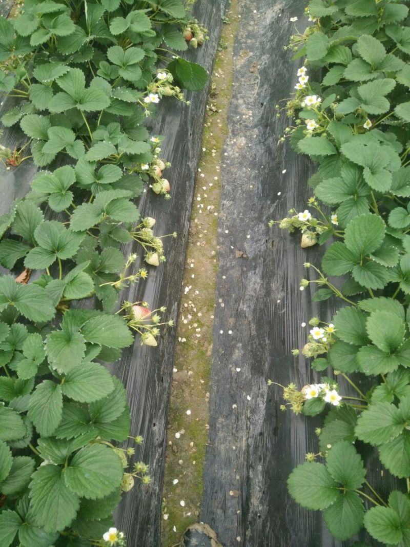 红颜草莓20~30克