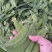荷兰豆饱满大量上市需要的联系