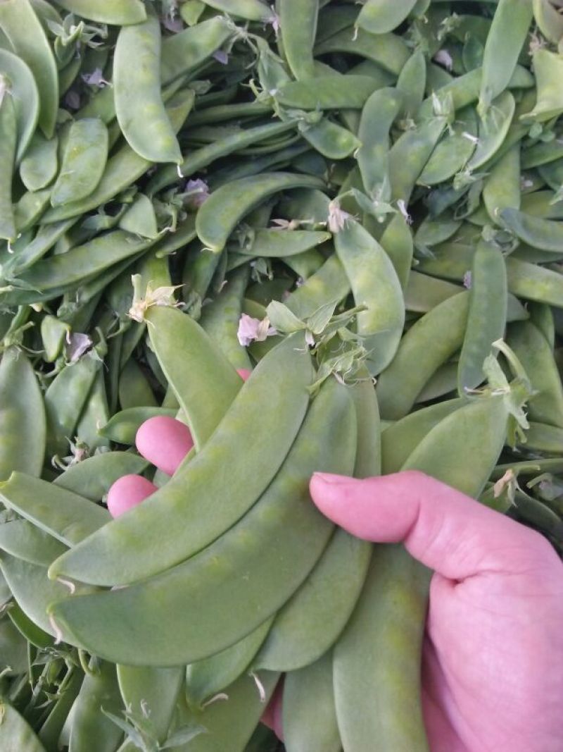 荷兰豆饱满大量上市需要的联系