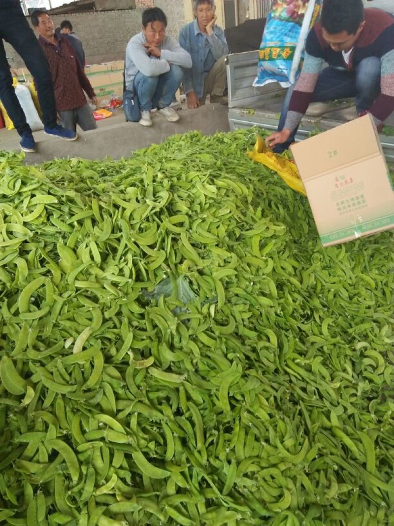 荷兰豆饱满大量上市需要的联系