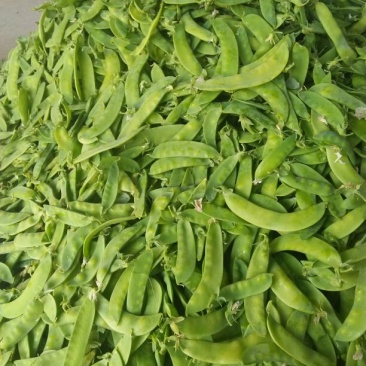 荷兰豆饱满大量上市需要的联系