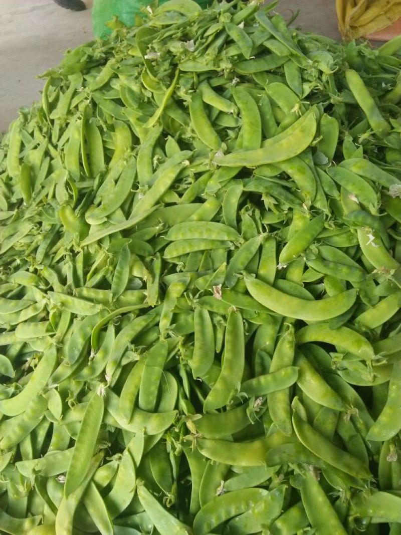 荷兰豆饱满大量上市需要的联系