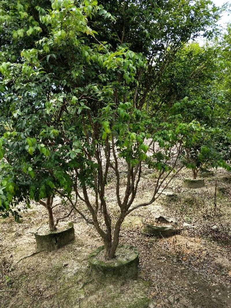 沙巴树葡萄苗（嘉宝果）挂果树，各种大小规格都有，欢迎咨询