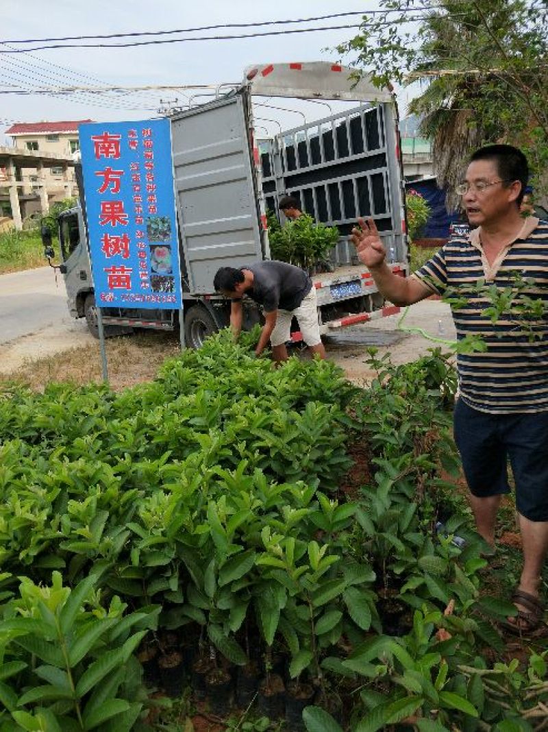 红心西瓜番石榴苗