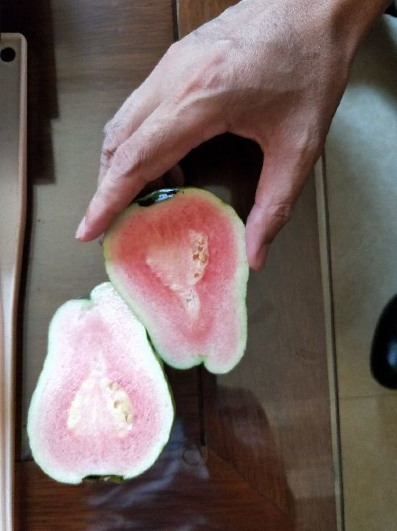 红心西瓜番石榴苗