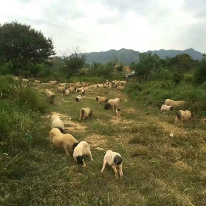 巴马香猪母