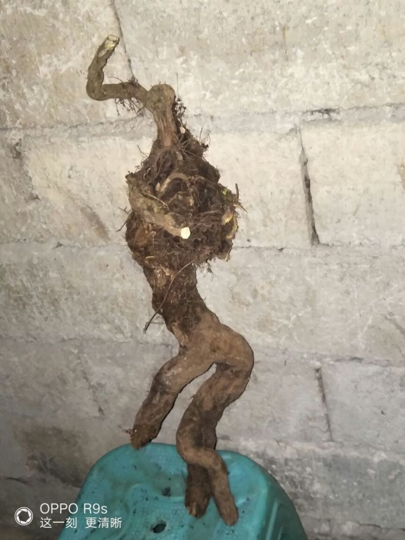 南天竹50~80cm
