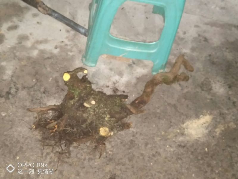 南天竹50~80cm