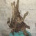 南天竹50~80cm